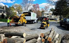 How Our Tree Care Process Works  in  Edcouch, TX